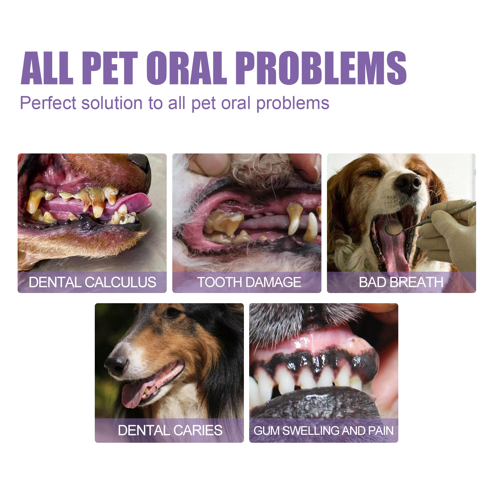 Pet Oral Repair Gel Puppy Tart - Teeth Whitening Vape 리뷰 및 가격