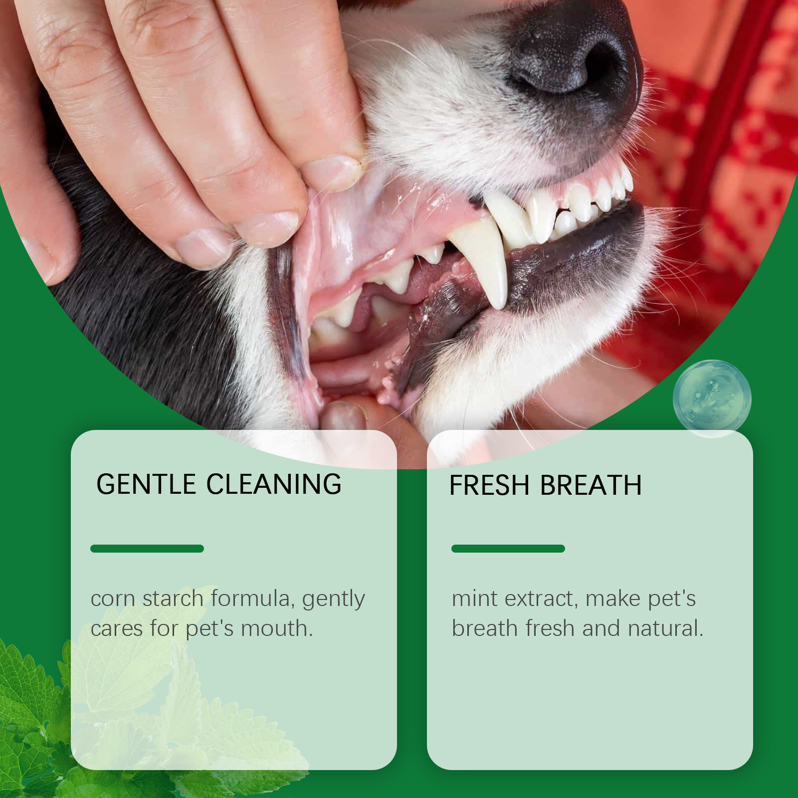 Pet Teeth Cleaning Powder Redu - Teeth Whitening Street 리뷰 및 가격