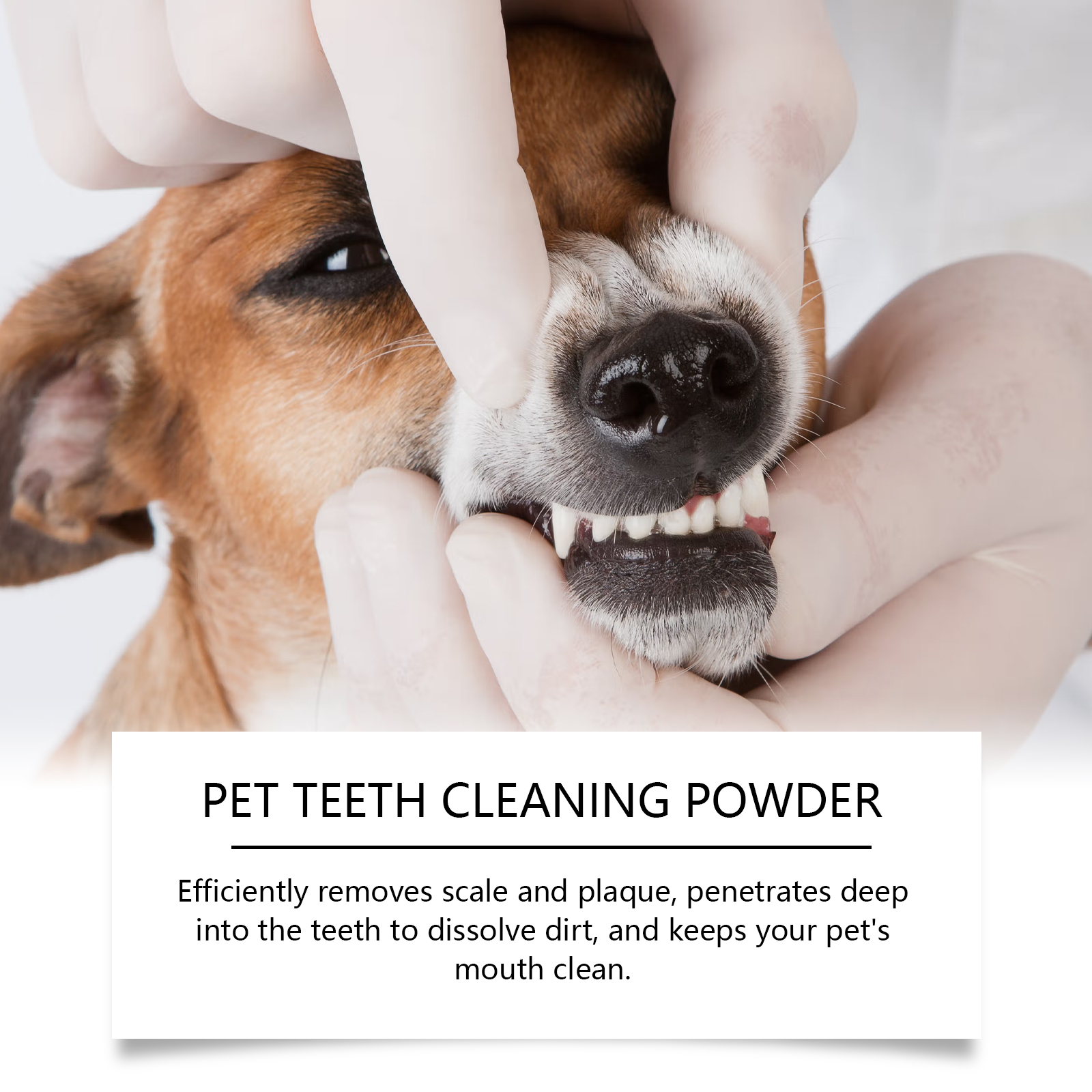 Pet Teeth Cleaning Powder Redu - Teeth Whitening Street 리뷰 및 가격